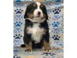 Bernese Mountain Dog Puppy for sale in Stickney, SD, USA