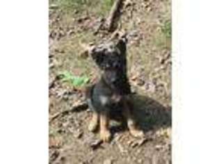 German Shepherd Dog Puppy for sale in Rose Bud, AR, USA