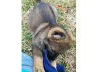 German Shepherd Dog Puppy for sale in Sarcoxie, MO, USA