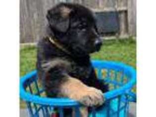 German Shepherd Dog Puppy for sale in Spring, TX, USA