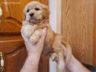 Mutt Puppy for sale in Hortonville, WI, USA