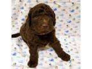 Labradoodle Puppy for sale in Wedgefield, SC, USA