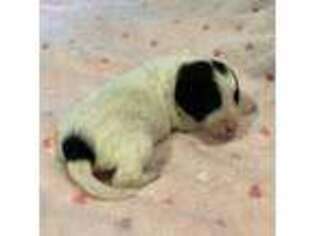 Border Collie Puppy for sale in Louisville, KY, USA