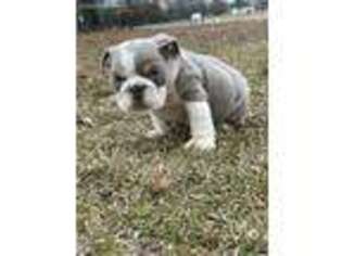 Bulldog Puppy for sale in Maxton, NC, USA