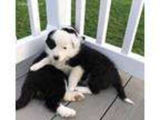 Border Collie Puppy for sale in Lancaster, MO, USA