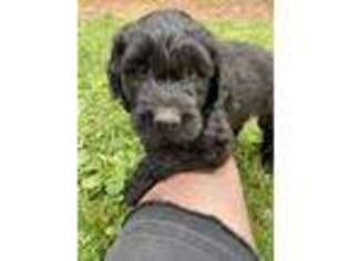Goldendoodle Puppy for sale in Clearwater, MN, USA