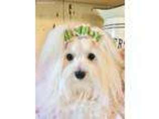 Maltese Puppy for sale in Bluffton, SC, USA