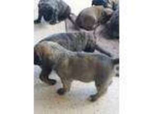 Mastiff Puppy for sale in La Jara, CO, USA