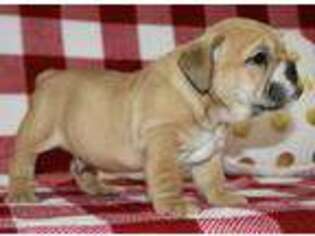 Bulldog Puppy for sale in Enola, AR, USA