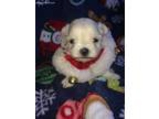 Maltese Puppy for sale in Fairdale, WV, USA