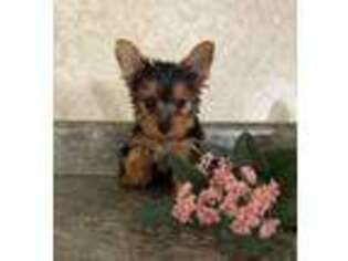 Yorkshire Terrier Puppy for sale in Howe, IN, USA