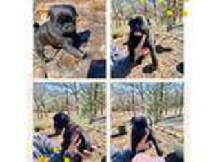 Pug Puppy for sale in Canton, TX, USA