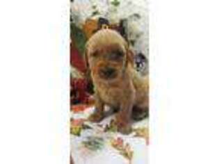Golden Retriever Puppy for sale in Shelbyville, IN, USA