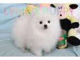 Pomeranian Puppy for sale in Saint Charles, MO, USA