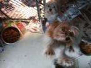 Yorkshire Terrier Puppy for sale in El Reno, OK, USA