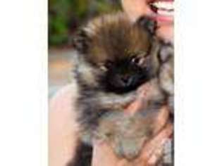 Pomeranian Puppy for sale in PLACENTIA, CA, USA