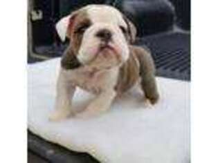 Bulldog Puppy for sale in La Vergne, TN, USA
