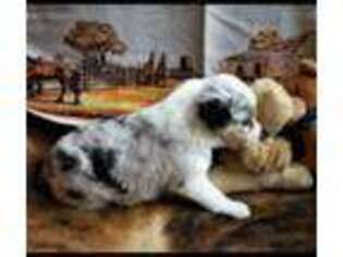 Miniature Australian Shepherd Puppy for sale in Harrodsburg, KY, USA