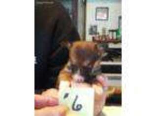 Pembroke Welsh Corgi Puppy for sale in Oak Park, MN, USA