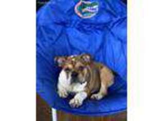 Bulldog Puppy for sale in Jacksonville, FL, USA