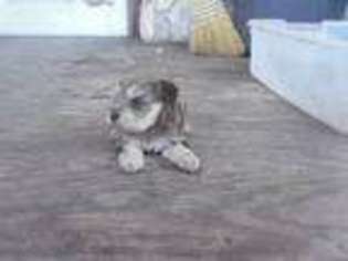 Mutt Puppy for sale in Floresville, TX, USA