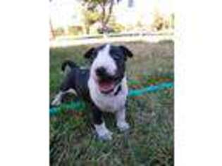 Bull Terrier Puppy for sale in Aurora, CO, USA