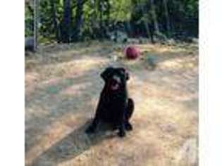 Mutt Puppy for sale in SHERBURNE, NY, USA