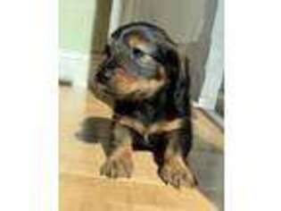 Dachshund Puppy for sale in Leesburg, VA, USA