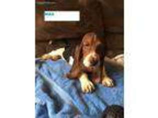 Basset Hound Puppy for sale in Erlanger, KY, USA