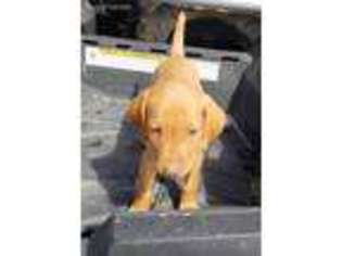 Vizsla Puppy for sale in Inola, OK, USA