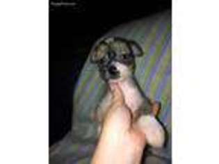 Chinese Crested Puppy for sale in Blairsville, GA, USA