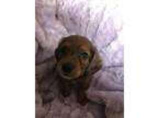 Medium Photo #1 Dachshund Puppy For Sale in Glen Rock, PA, USA