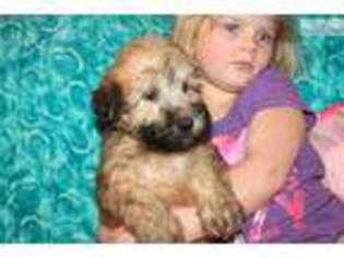 Soft Coated Wheaten Terrier Puppy for sale in Spokane, WA, USA