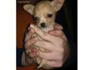 Chihuahua Puppy for sale in Rensselaer, IN, USA