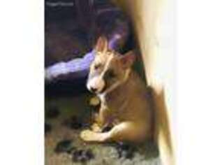 Bull Terrier Puppy for sale in Garden City, KS, USA