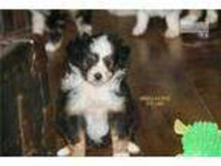 Miniature Australian Shepherd Puppy for sale in Moses Lake, WA, USA