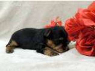 Yorkshire Terrier Puppy for sale in Harrington, DE, USA