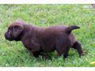 Labrador Retriever Puppy for sale in Orem, UT, USA