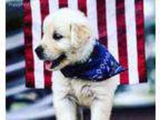 Golden Retriever Puppy for sale in Arcanum, OH, USA