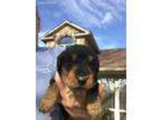 Airedale Terrier Puppy for sale in Fayetteville, AR, USA