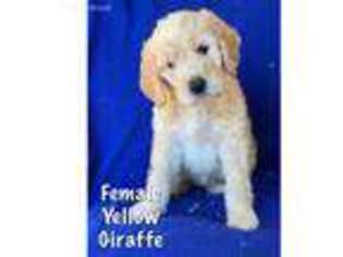 Labradoodle Puppy for sale in Zimmerman, MN, USA