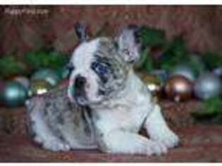 French Bulldog Puppy for sale in Box Elder, SD, USA