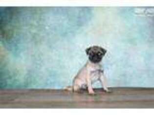 Pug Puppy for sale in Saint George, UT, USA