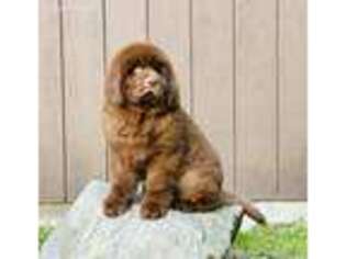 Newfoundland Puppy for sale in Evart, MI, USA