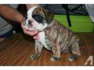 Bulldog Puppy for sale in NEBRASKA CITY, NE, USA