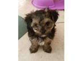 Yorkshire Terrier Puppy for sale in Randleman, NC, USA
