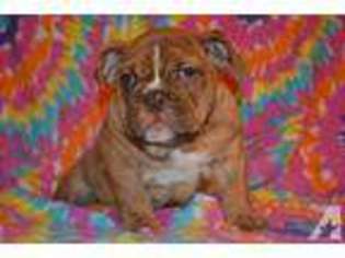 Bulldog Puppy for sale in LOVELAND, OH, USA