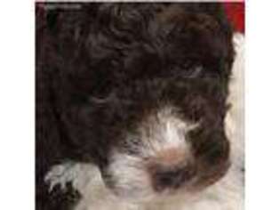 Labradoodle Puppy for sale in Farmville, VA, USA