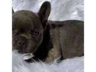 French Bulldog Puppy for sale in Sparta, MI, USA