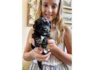 Cavachon Puppy for sale in Alpharetta, GA, USA